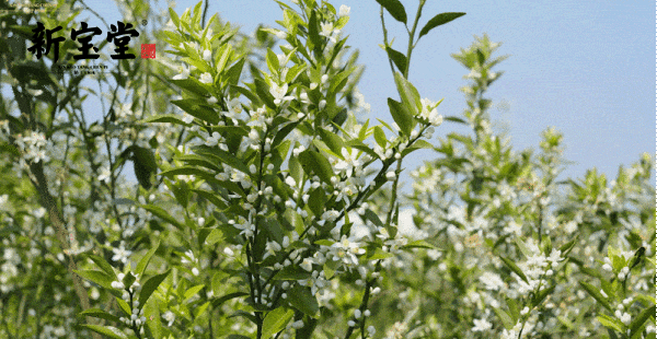 春饮茶胜良方这些花茶加陈皮驱寒祛湿消解春乏
