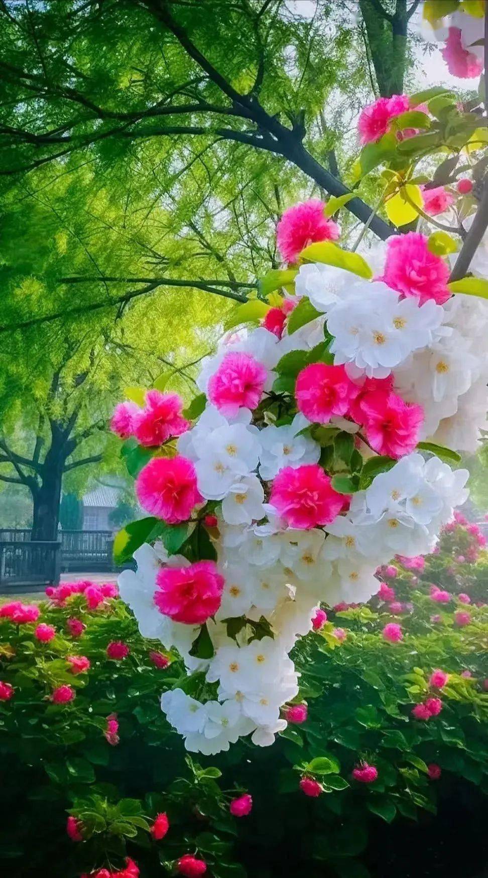 心若简单,鸟语花香,心若纯净,万物皆美_白居易_水面_新风景