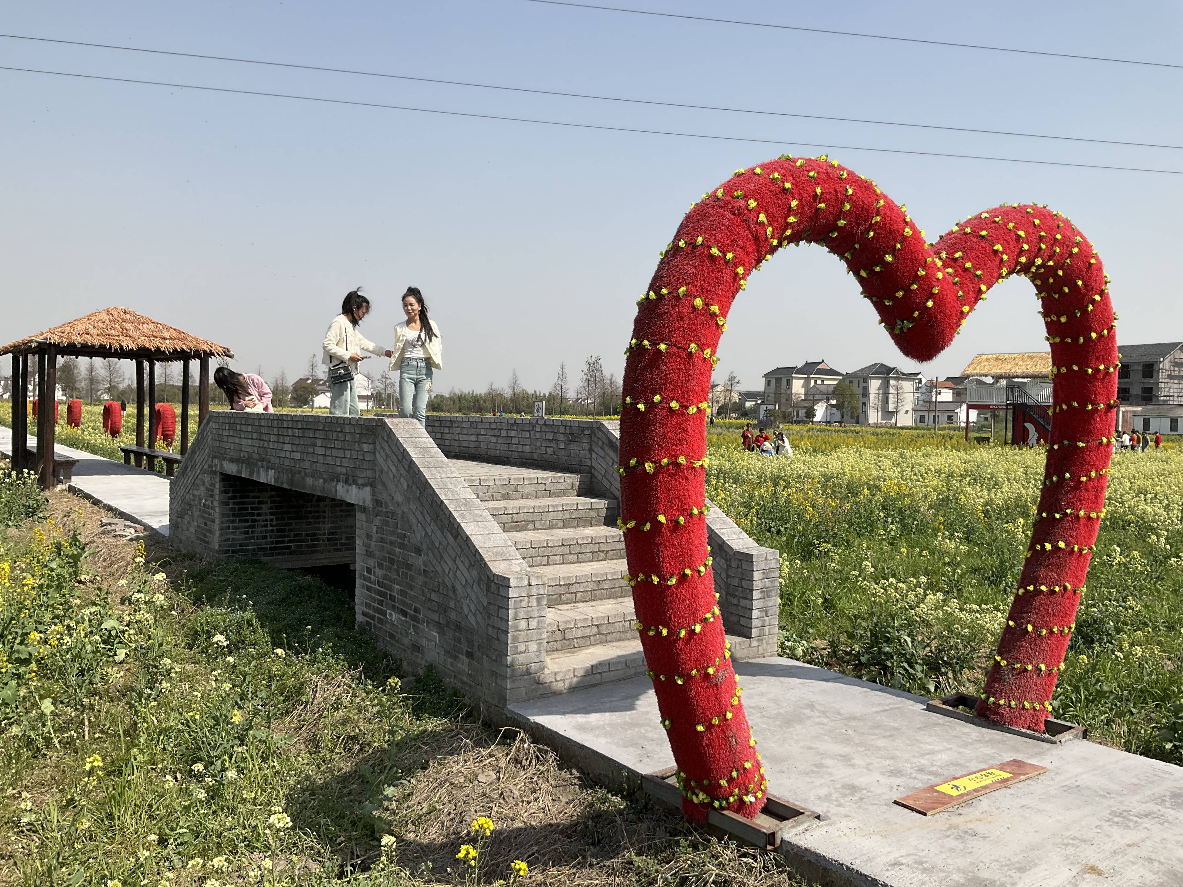 菜花节图片