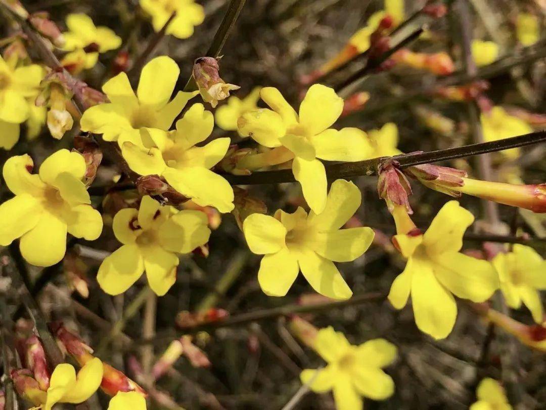 瞻园金英翠萼花开迎春