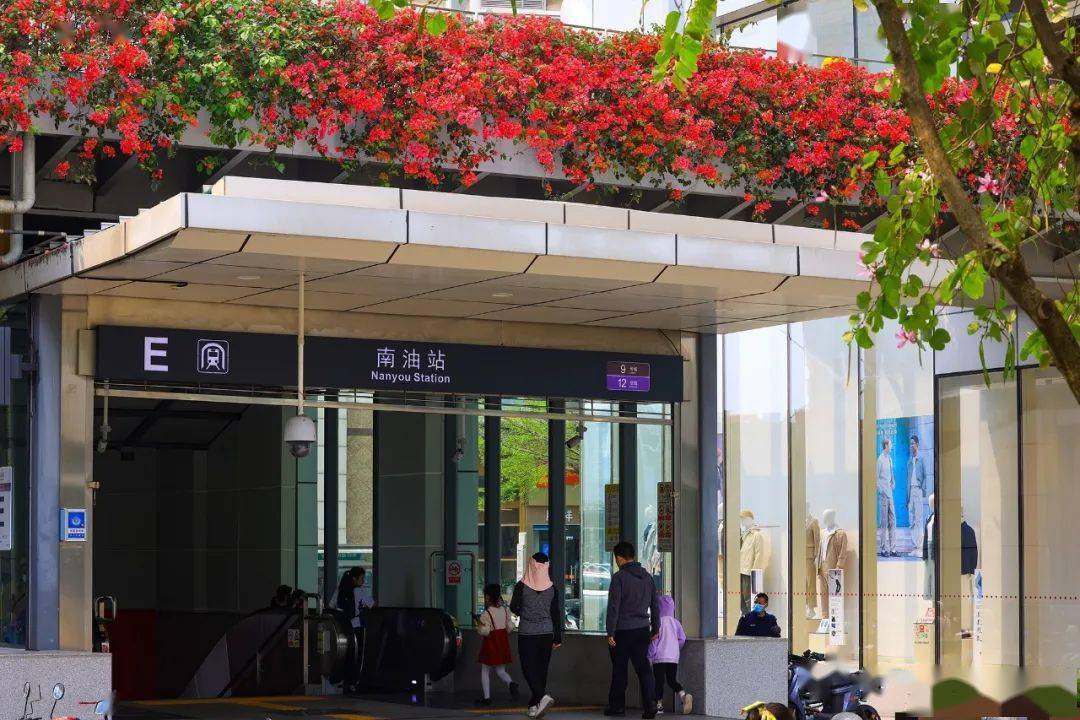 串串风铃树上团团黄花锦簇在东角头地铁站外黄花朵朵落英缤纷一起在