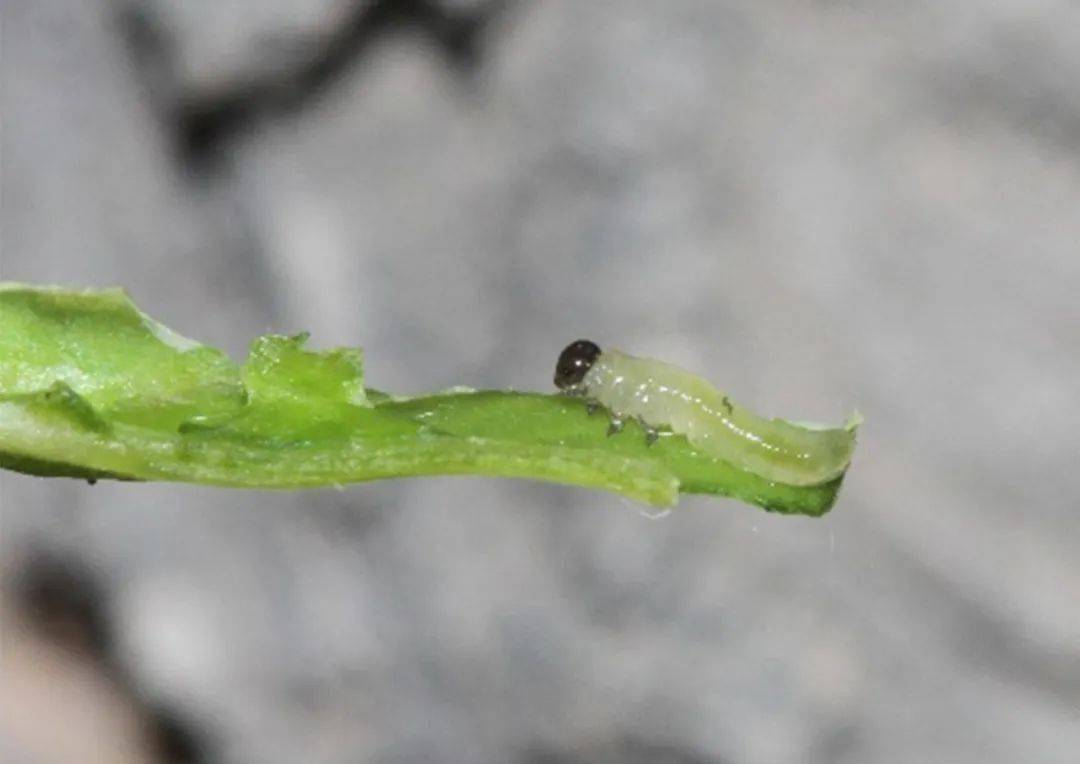 北京地區3月主要林木有害生物監測防治歷