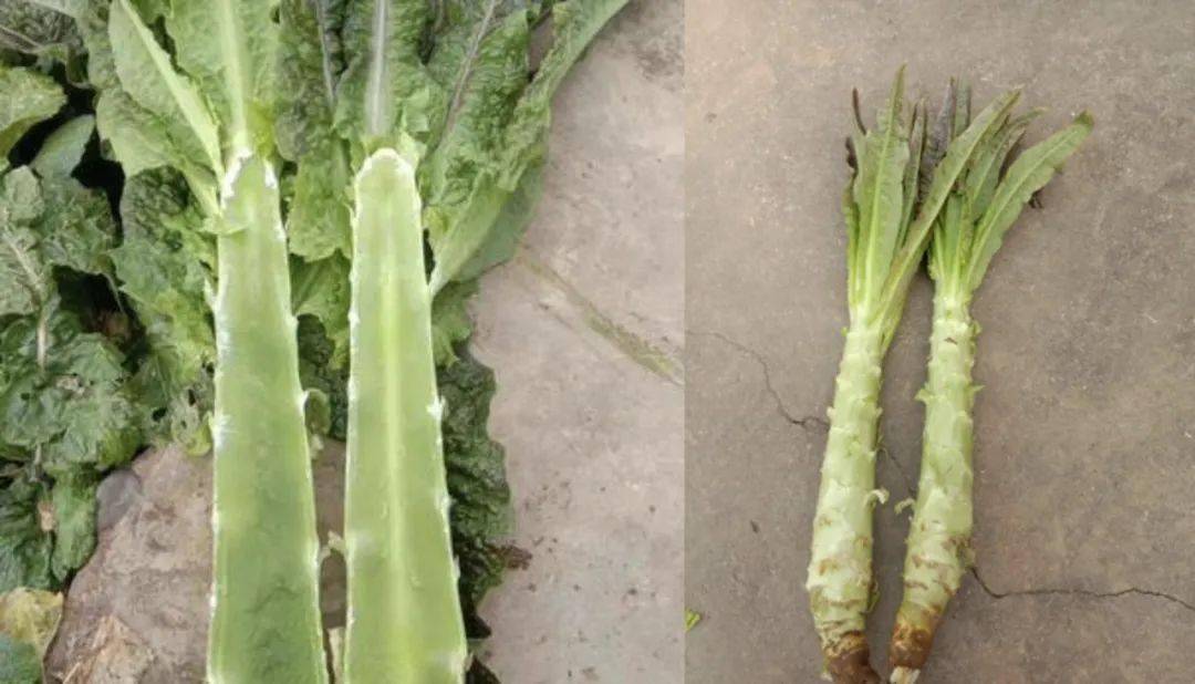 "贡"你参考,"菜"菜分明_蔬菜_贡菜_莴笋