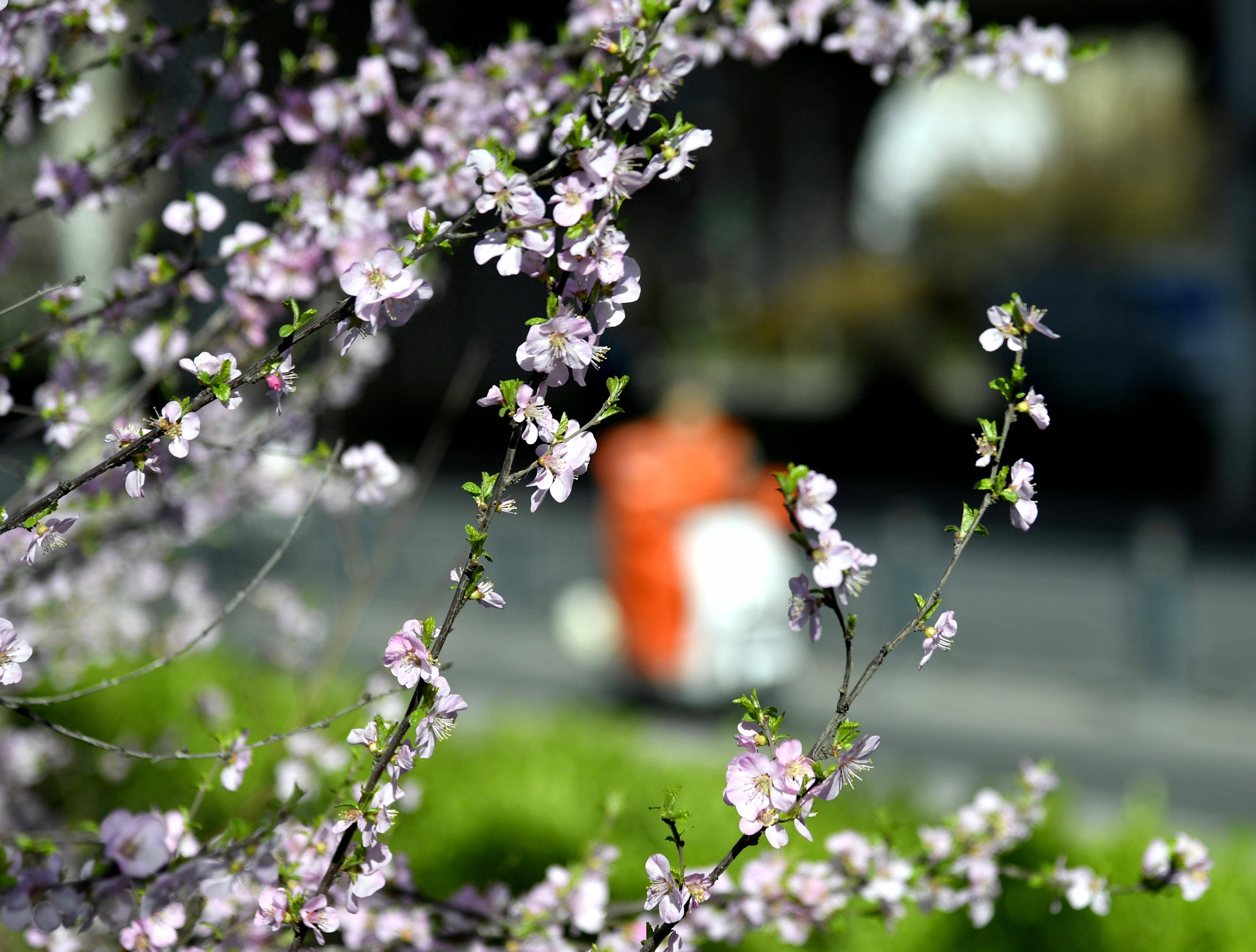 郑州街头春色美