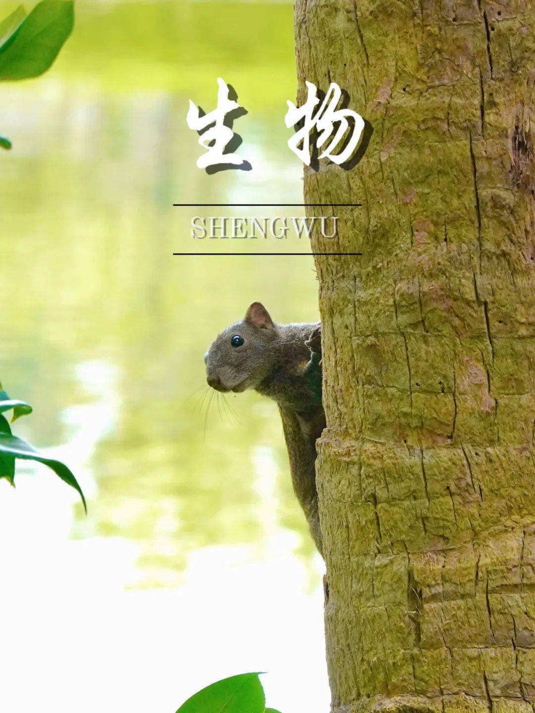 松鼠生物神奇多变的万事万物去看天地之间去看延时定格的流转星河去看