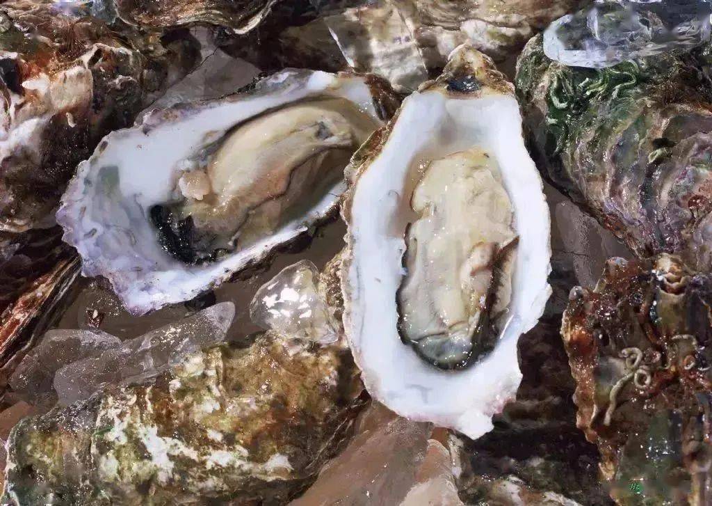 台州·百味丨鲜活的春天,拒绝不了品尝肥美可口的三门牡蛎!