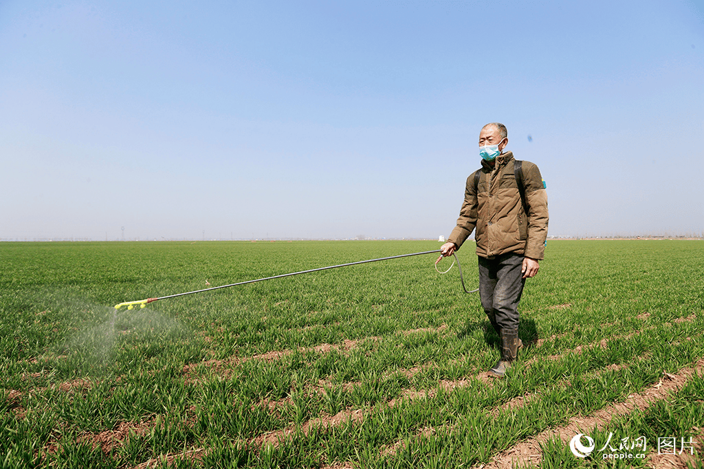 春日好耕种田间地头农事忙