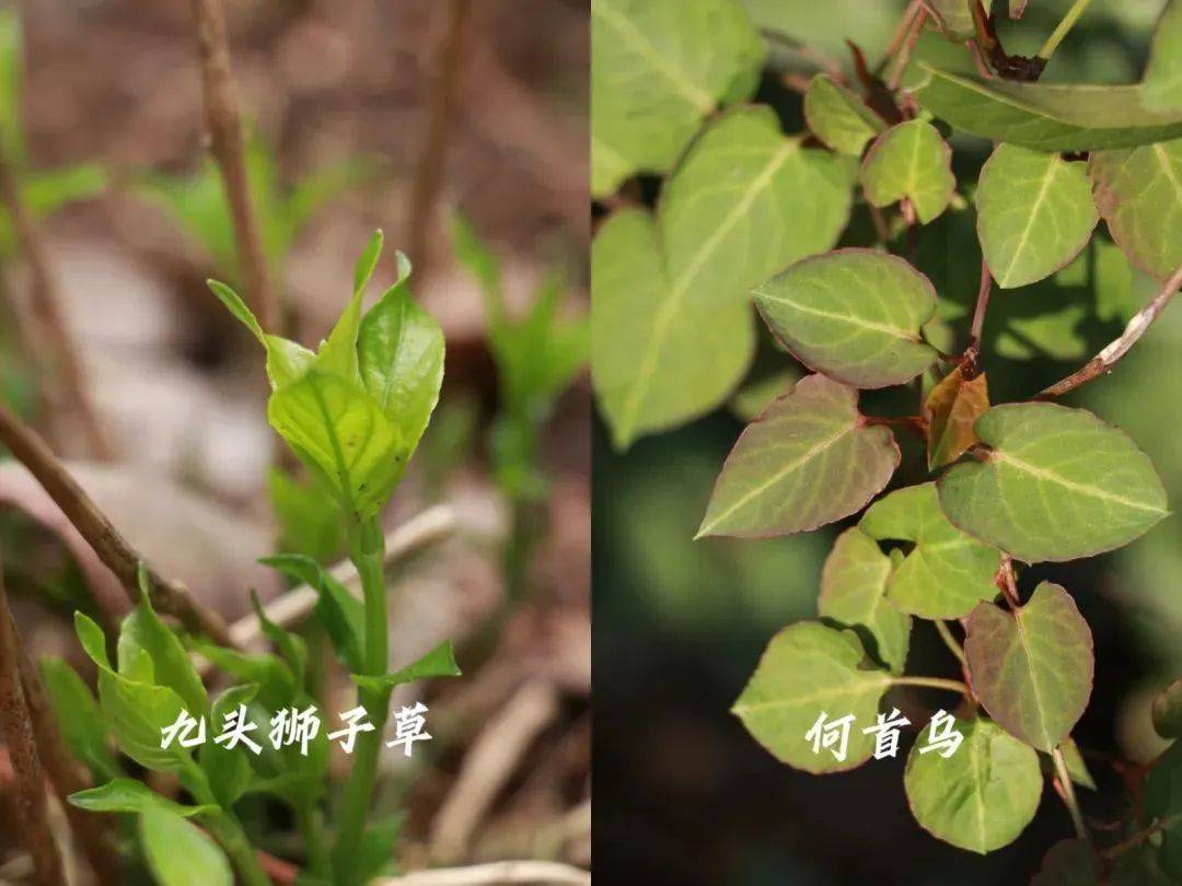 贵阳药用植物园引种培育药用植物共360余种,其中有近150种贵州特色苗
