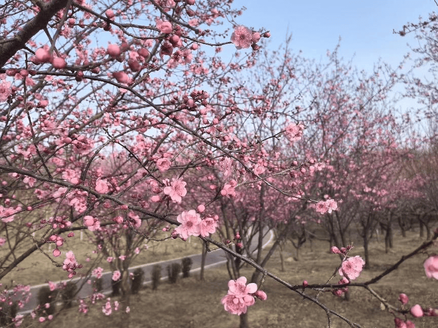 2021郑州人民公园樱花图片
