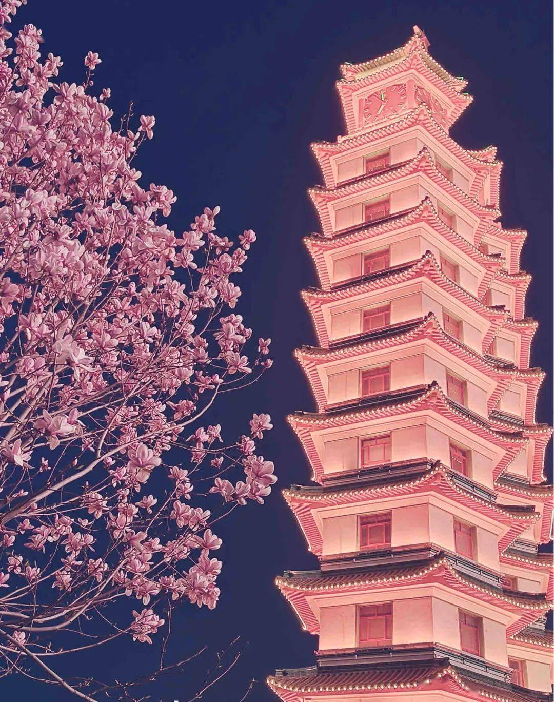 这几天郑州人都在这里拍玉兰花怎么拍出粉色二七塔攻略来了