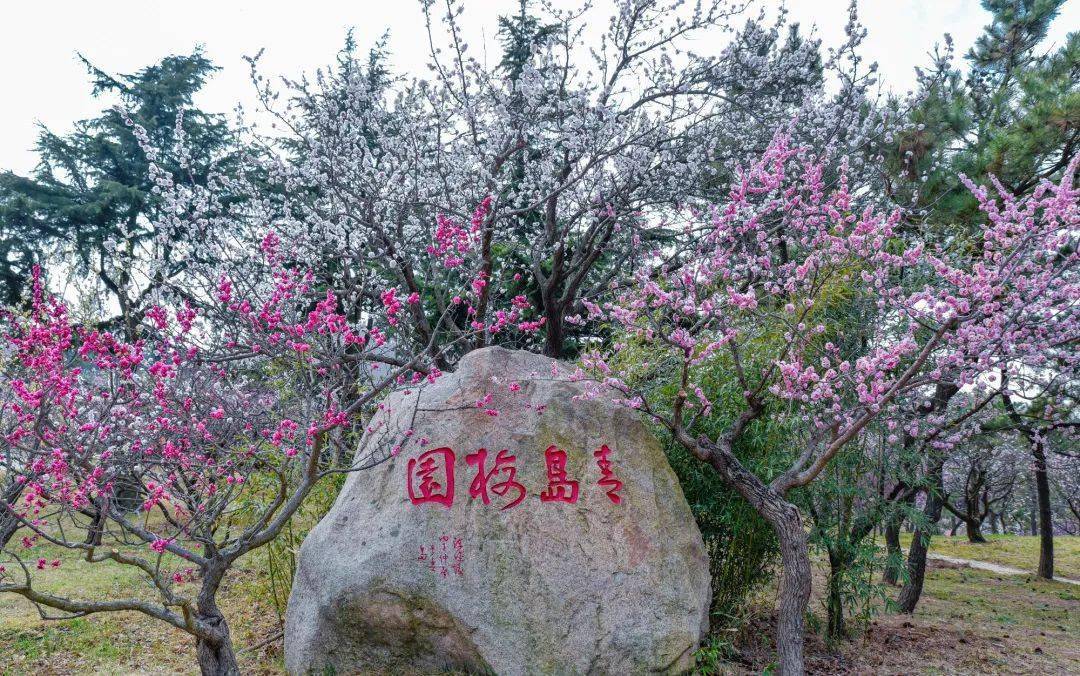 超20000株青岛梅花节来了