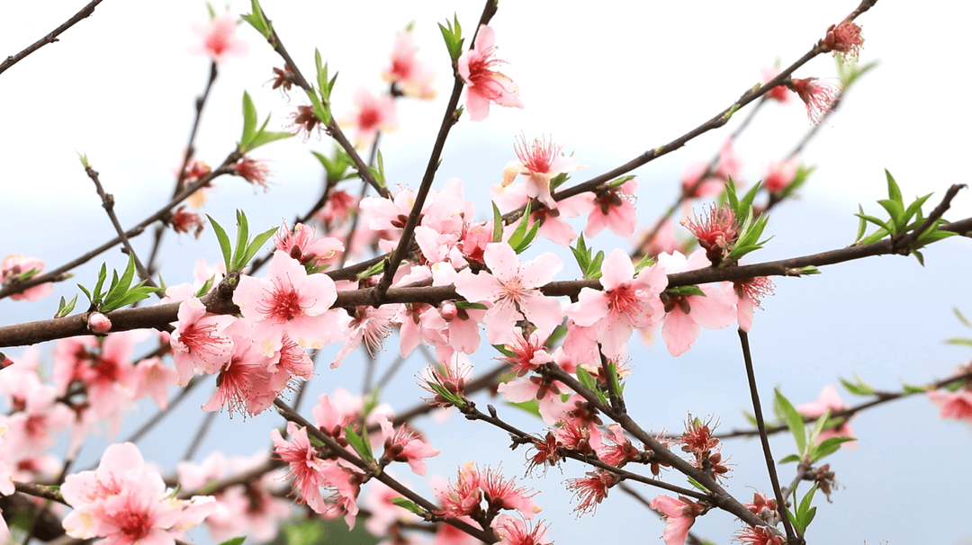 永州十场花事