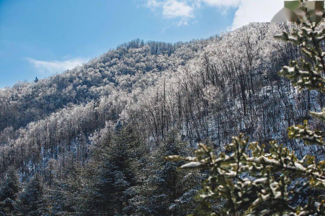 世界森林日:同护一片绿,一起"森"呼吸
