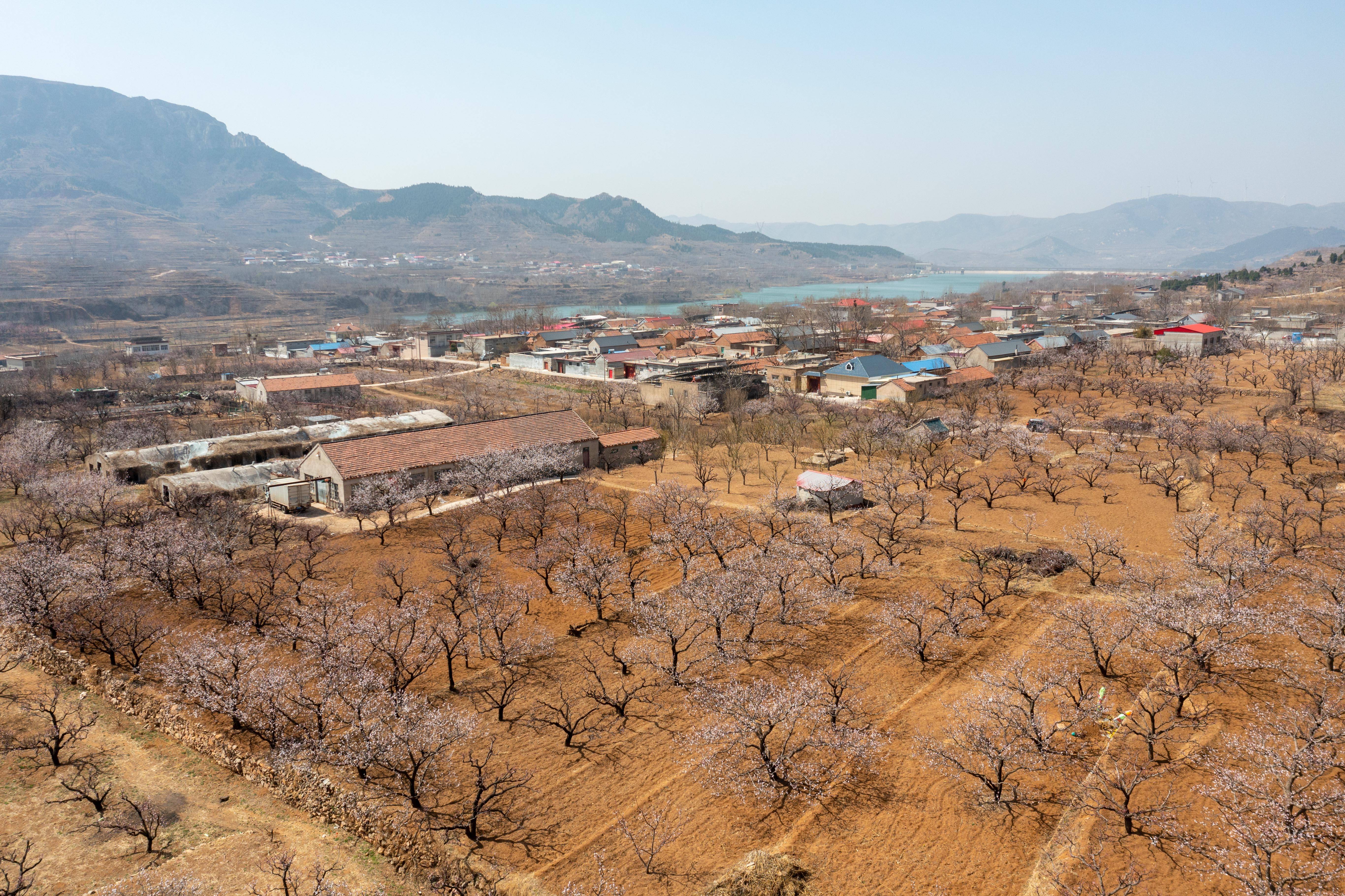 3月21日,游客在济南市长清区张夏街道万亩杏园内观赏杏花.