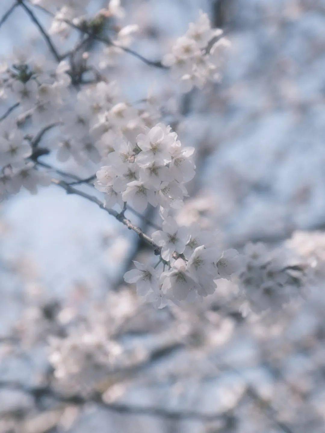 染井吉野是大岛樱与江户彼岸樱的杂交品种,是鼋头渚分别最广数量最多