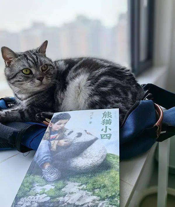 为了保护动物朋友他们付出了生命熊猫小四