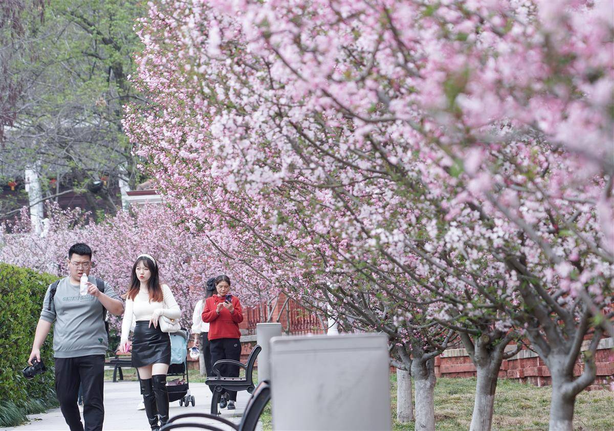 首义广场海棠花盛开游客流连忘返