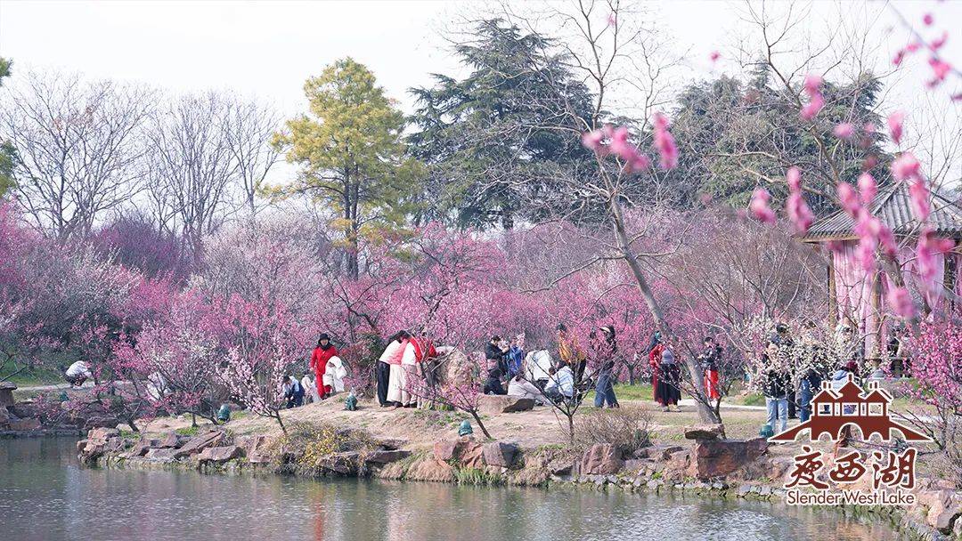 花中美人瘦西湖畔美人梅带你尝鲜烟花三月天