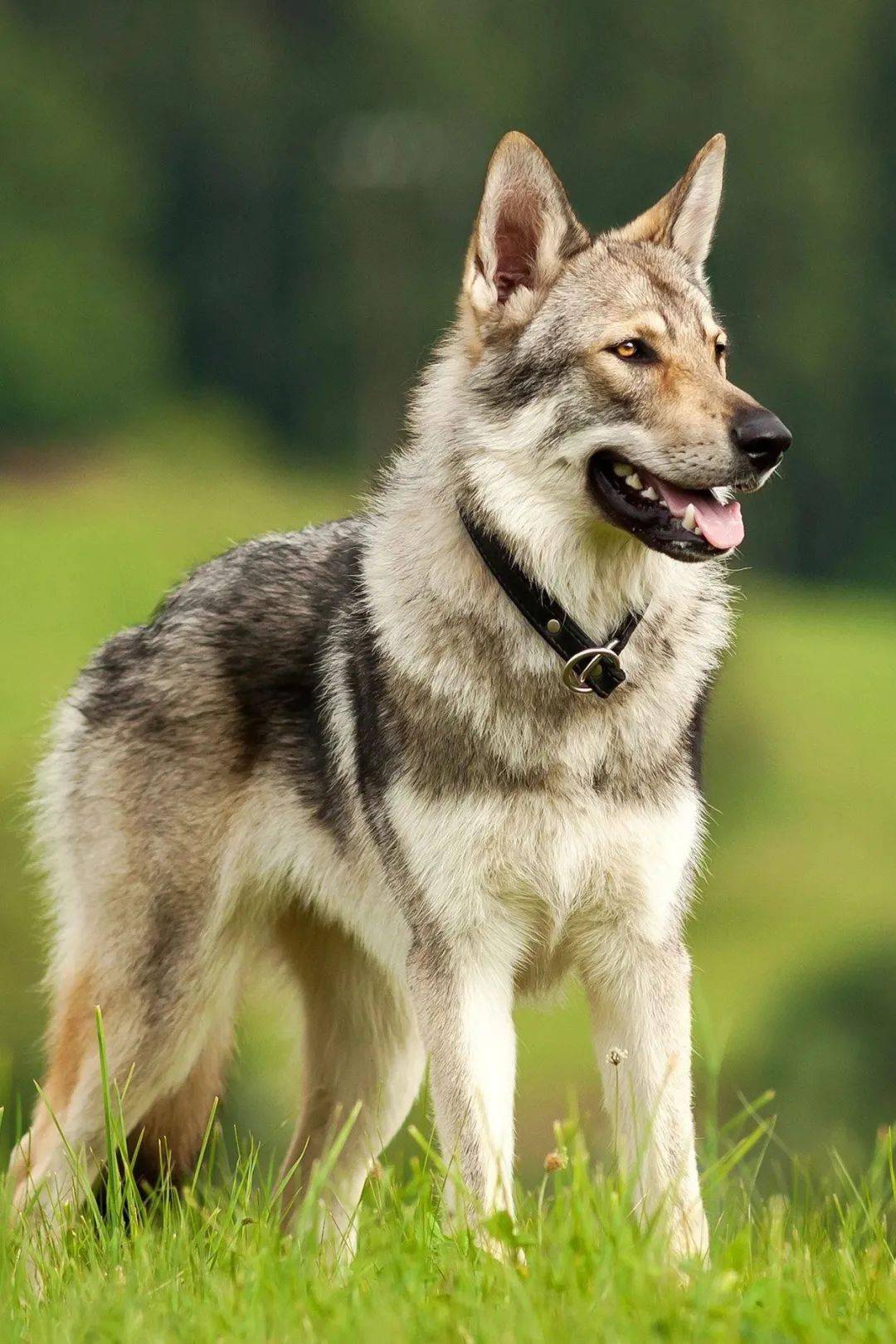 捷克狼犬多少钱一条图片