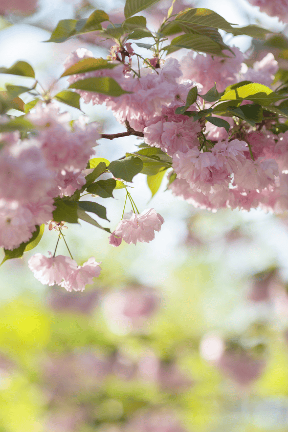 玉渊潭樱花!_创意_公园_游客