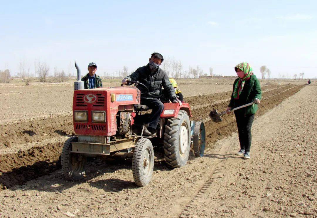 在民勤县红沙梁镇新沟村高标准农田耕种现场,村民李万祥将优质小麦