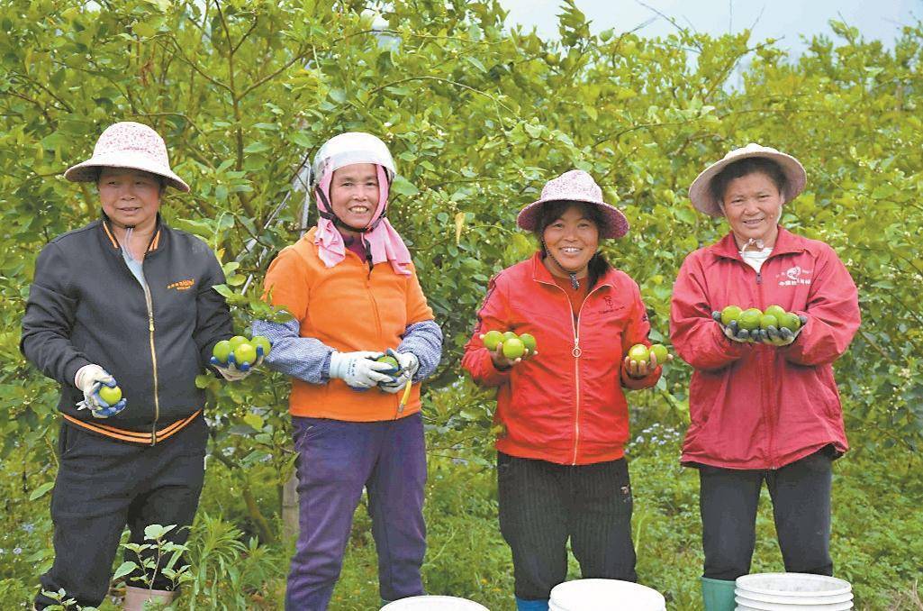 致富增收金果果广东春季特色时令水果陆续上市