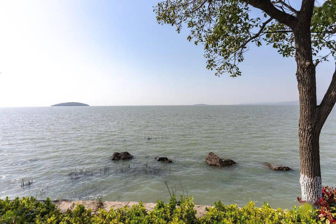 油菜花已开,等你来入镜~_三山岛_门票_玉兰