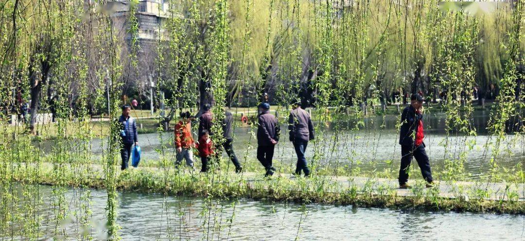 公园_杨柳_小布