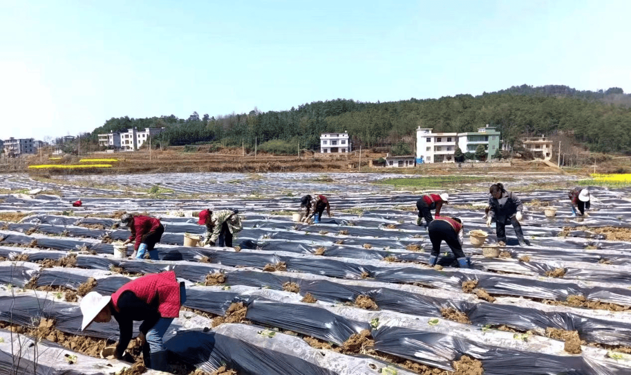 湖南新宁花香满枝头田间春潮涌