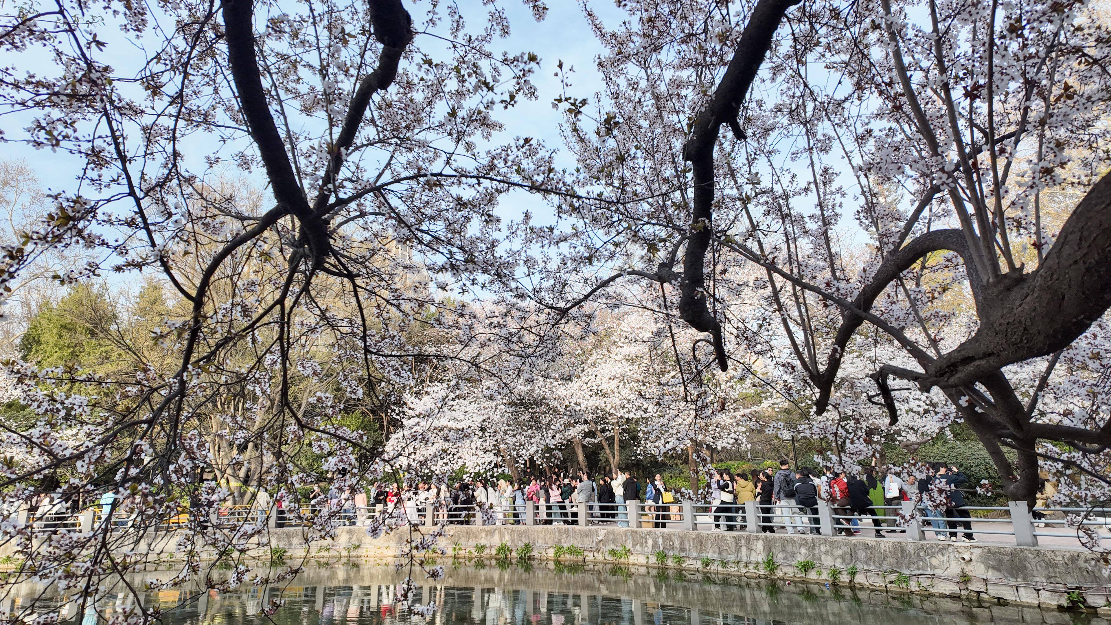 郑州市人民公园樱花图片