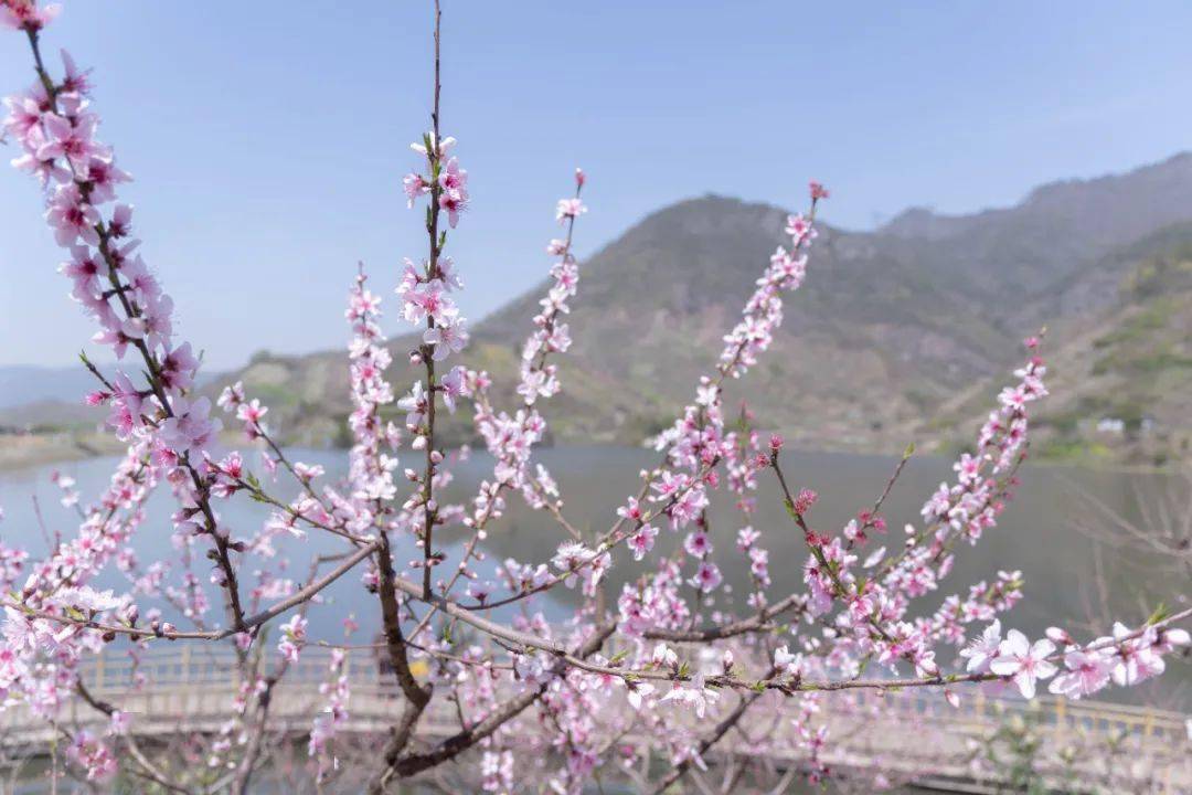 这几天,源东乡好美好热闹!漫山遍野的桃花开了,争奇斗艳