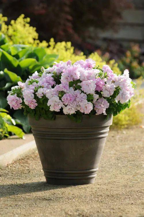 这些花不挑地盆栽也开爆让小阳台变身绝美花海