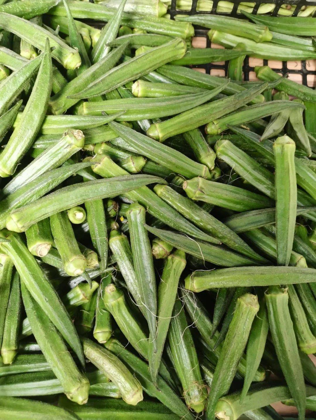 消费提示秋葵的消费提示