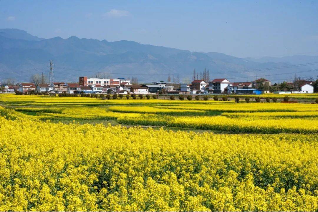 入目皆是金黄闯入绝美油菜花海解锁汉中好春光