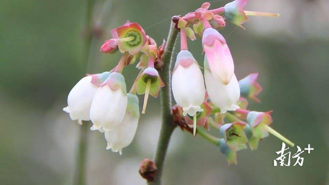 蓝莓花开美不胜收,快来阳春这个村"打卡"_春城街道_建设_发展