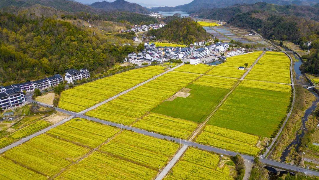 早安浦江 | 春天里的油菜花田