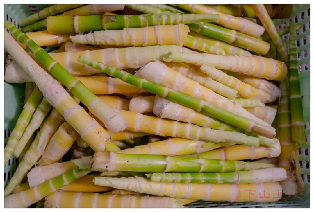 请到广宁来吃笋!_竹笋_文笋_肇庆