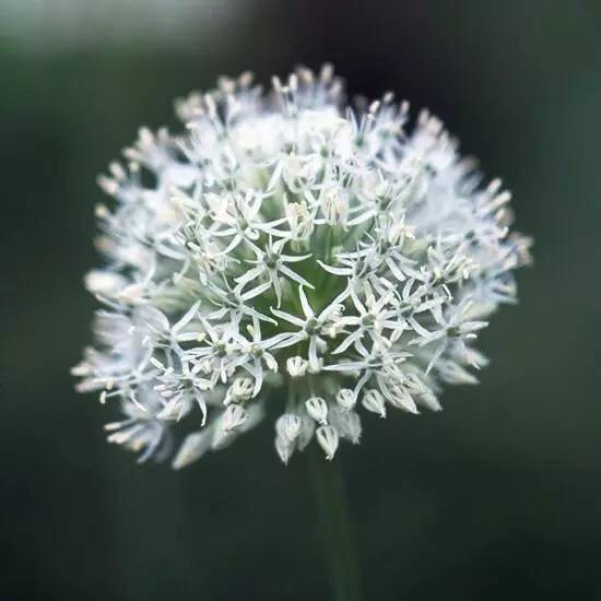 30种最灵动的植物之美走进观赏葱的世界