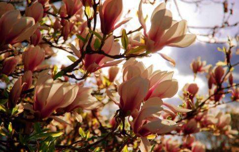 洗妆更有持觞客,芳草天涯奈尔何.《徐氏东园玉兰花》