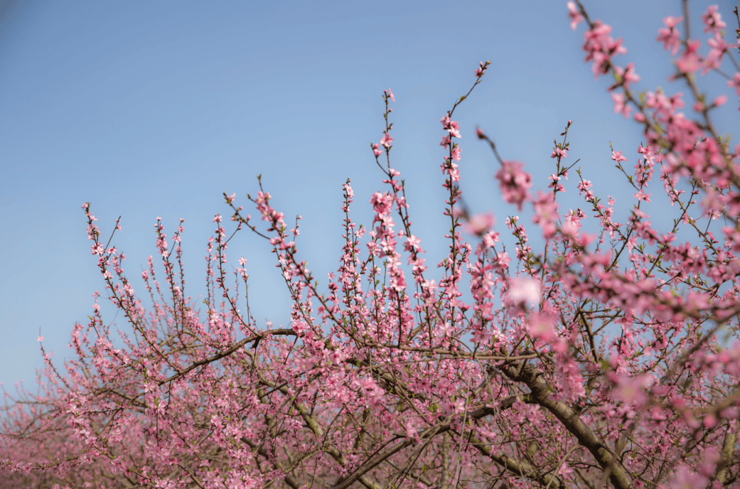 令人"桃醉"!这里桃花开了,免费看!_安陆_度假区_诗情画意