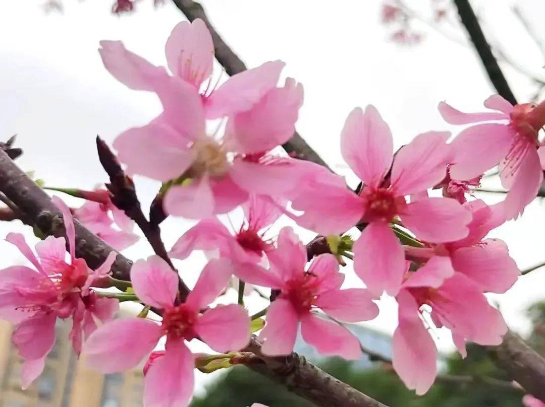 樱花_惠州_周智聪