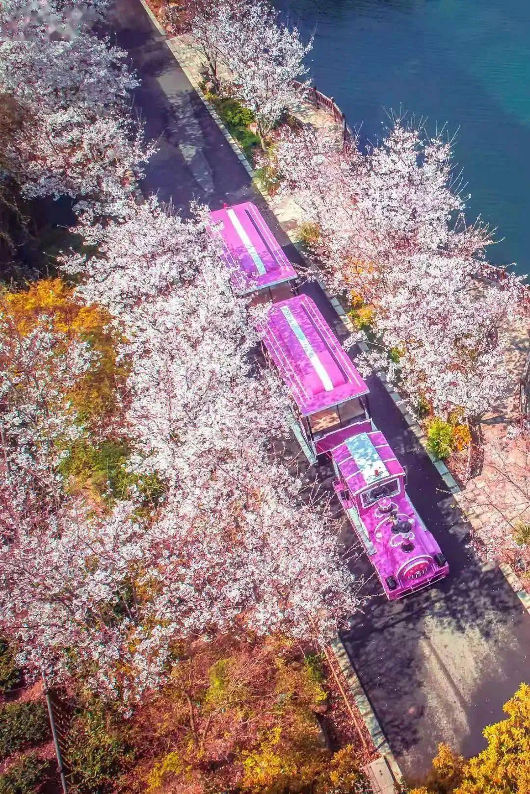 乐游无锡 | 爱上滨湖的理由 1 1 1_太湖_樱花_内容