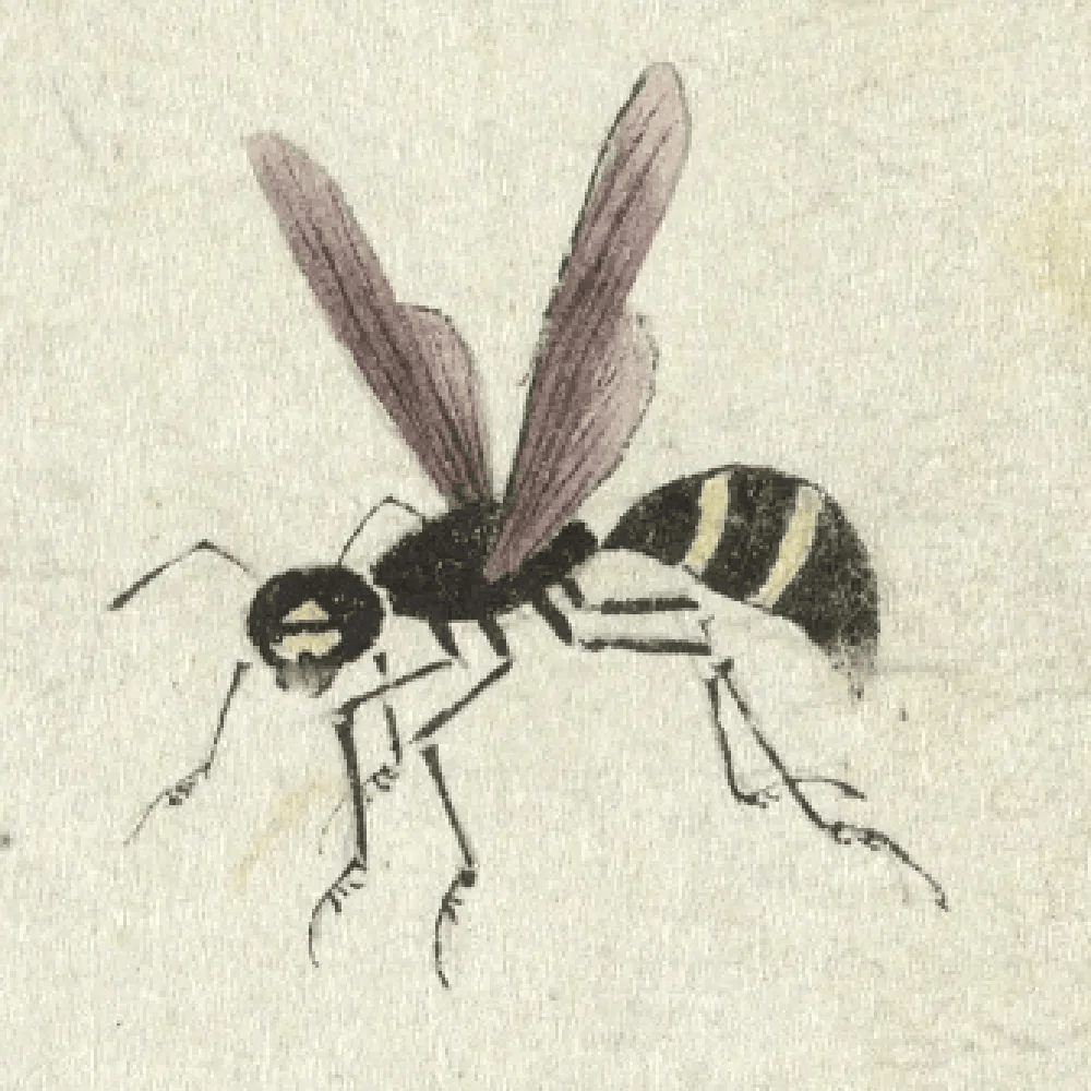 朱汝琳_特征_蝴蝶