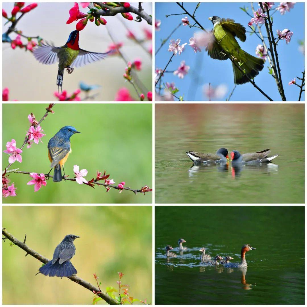 打造野生动植物的"乐活"天堂 ——我市生物多样性保护成效显著_峨眉山