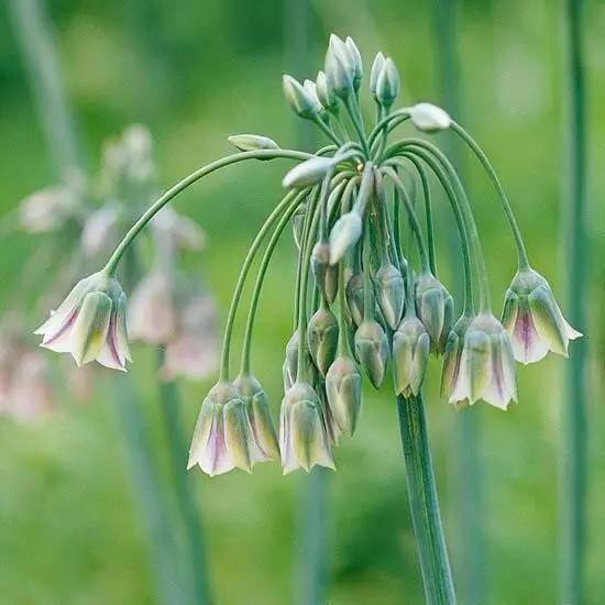 30种最灵动的植物之美走进观赏葱的世界