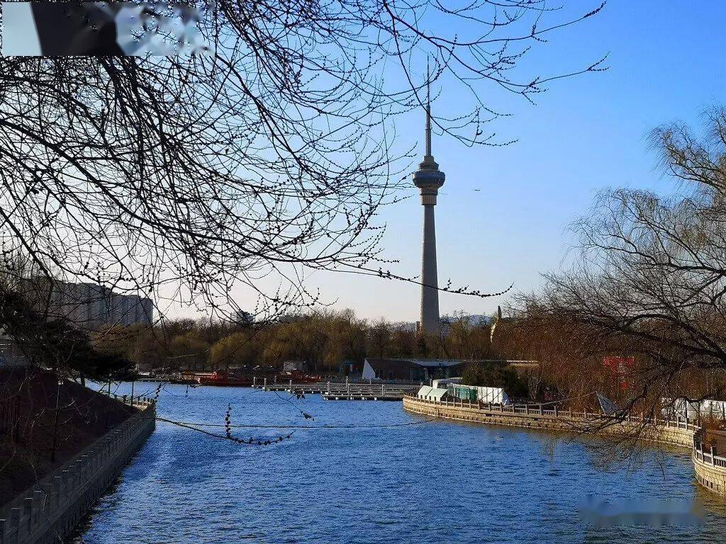 初春 玉渊潭_公园_湖泊_湖区