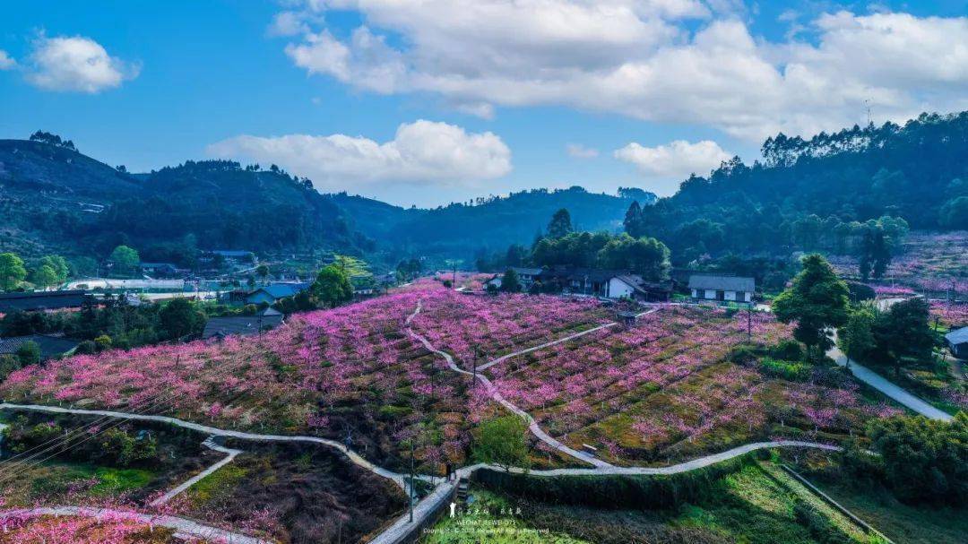 犍为县芭沟镇樱花图片