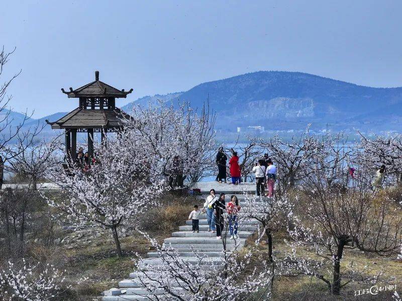 (特约摄影高刚10:28摄 10:50上线)3月23日,位于徐州铜山区伊庄镇马集