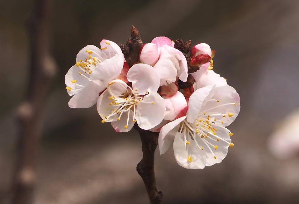 山杏图片开花图片