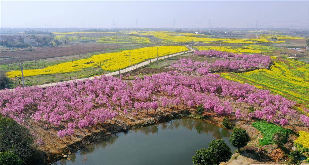 武汉新洲最美油菜花已上线自驾赏花季正式开启